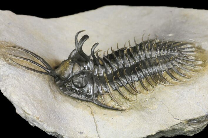 Short-Fork Walliserops Hammi Trilobite - Foum Zguid, Morocco #161462